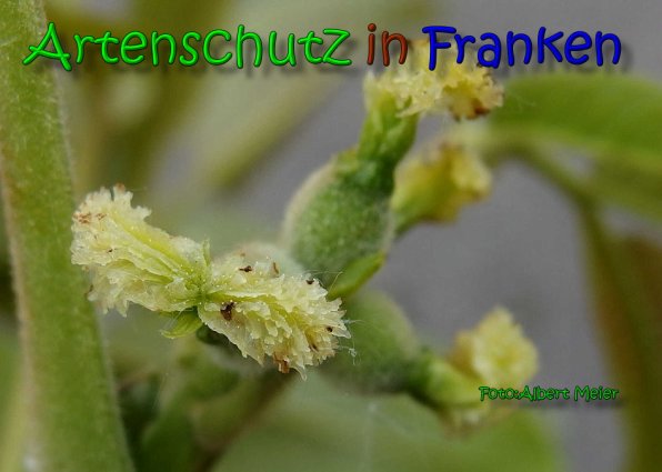 Bild zum Eintrag (1144333-160)
