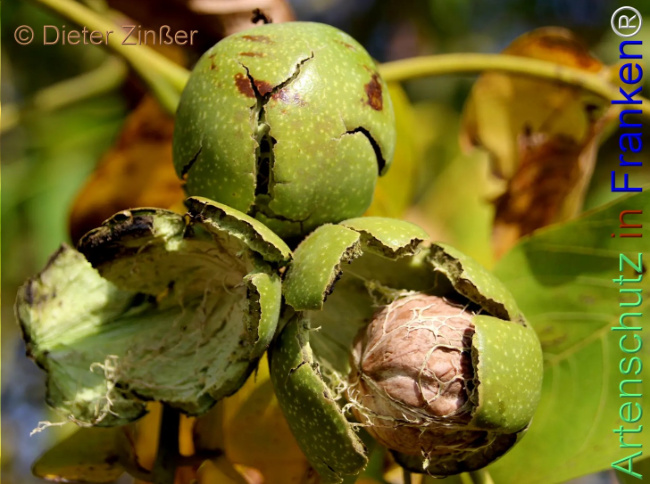 Bild zum Eintrag (1144346-160)