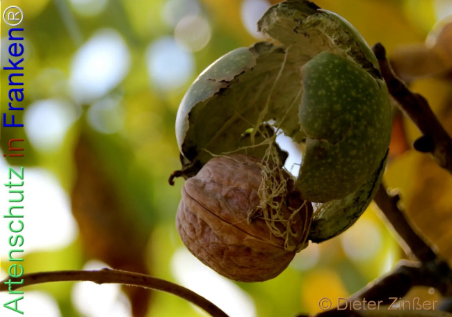 Bild zum Eintrag (1144351-160)