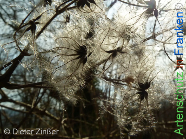 Bild zum Eintrag (1144412-160)
