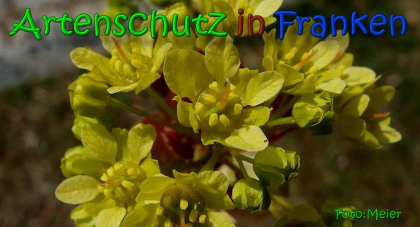 Bild zum Eintrag (1144450-160)