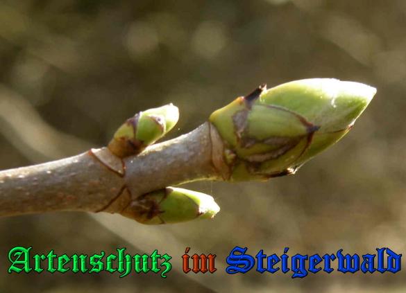 Bild zum Eintrag (1144454-160)