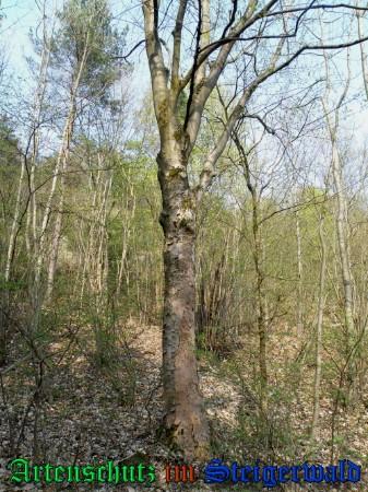 Bild zum Eintrag (1144456-160)