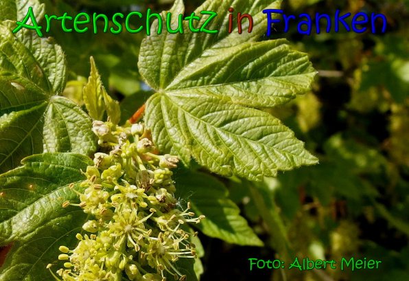Bild zum Eintrag (1144462-160)