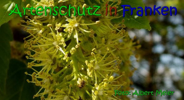 Bild zum Eintrag (1144464-160)