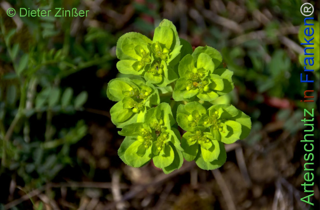 Bild zum Eintrag (1144491-160)