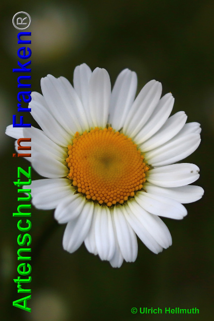 Bild zum Eintrag (1144723-160)