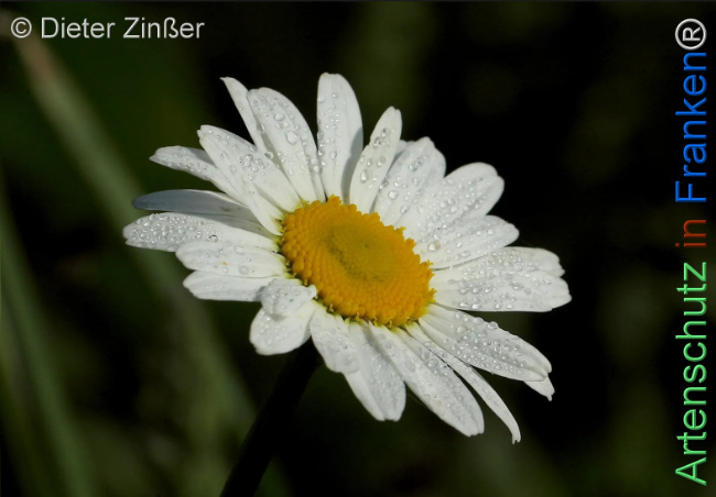 Bild zum Eintrag (1144730-160)