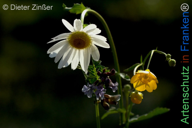 Bild zum Eintrag (1144731-160)