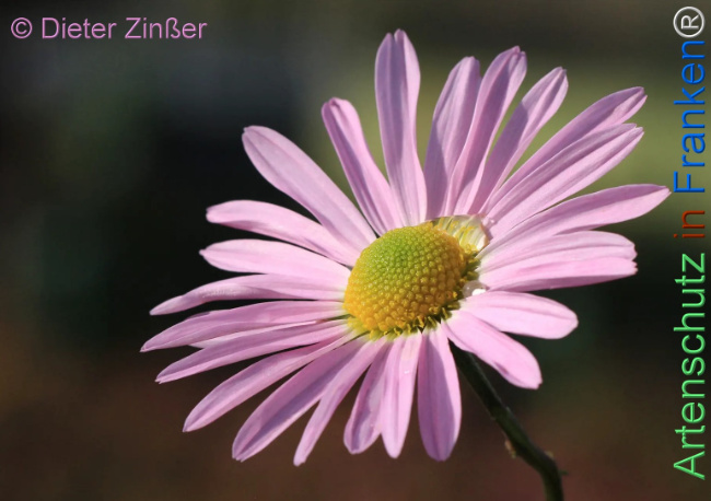 Bild zum Eintrag (1144732-160)