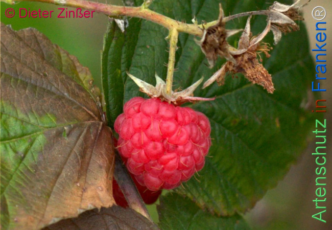 Bild zum Eintrag (1144739-160)