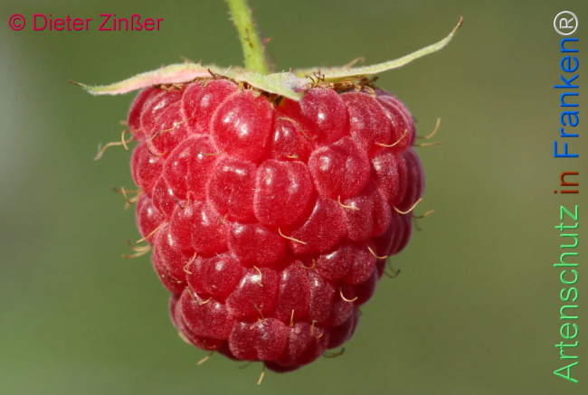 Bild zum Eintrag (1144745-160)