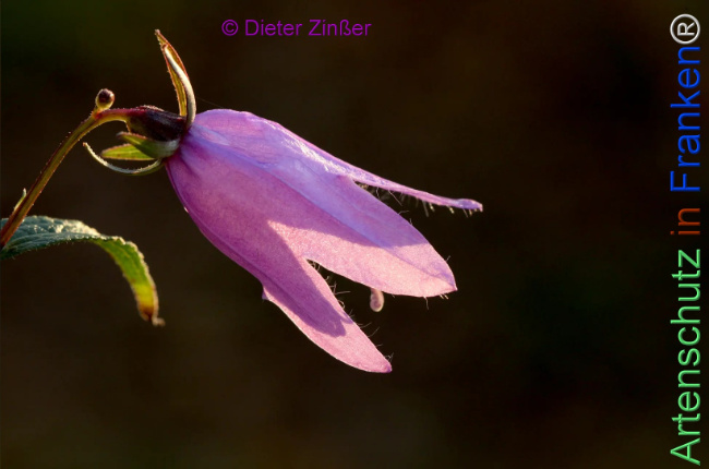 Bild zum Eintrag (1144816-160)