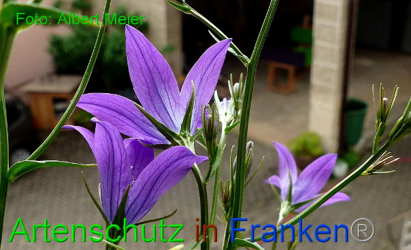 Bild zum Eintrag (1144823-160)
