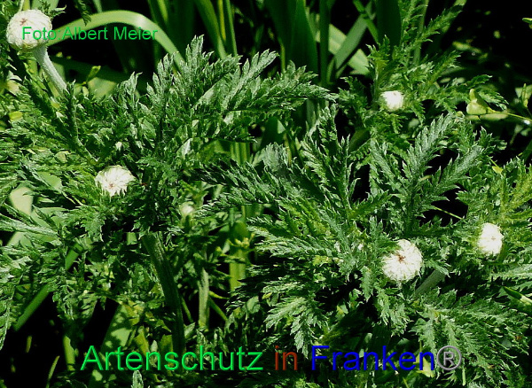 Bild zum Eintrag (1145100-160)