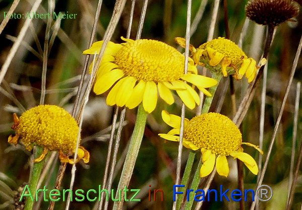 Bild zum Eintrag (1145110-160)