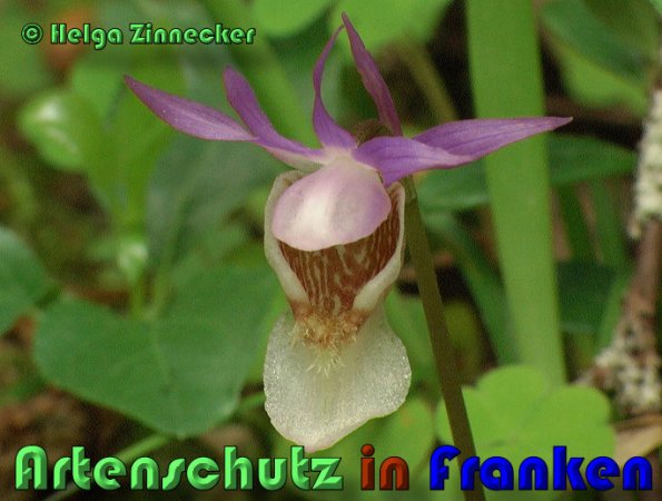 Bild zum Eintrag (1145224-160)