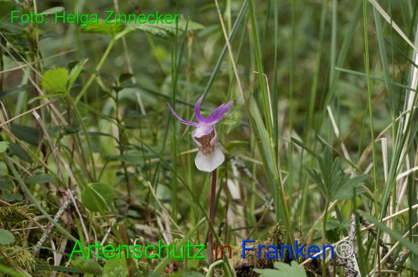 Bild zum Eintrag (1145225-160)