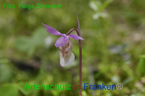 Bild zum Eintrag (1145227-160)