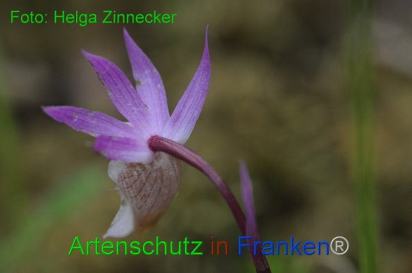 Bild zum Eintrag (1145228-160)