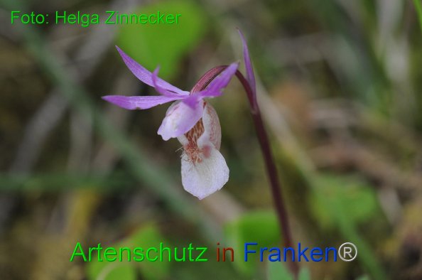 Bild zum Eintrag (1145229-160)