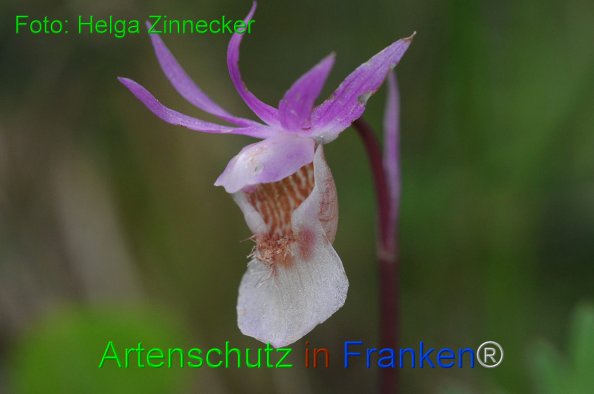 Bild zum Eintrag (1145230-160)