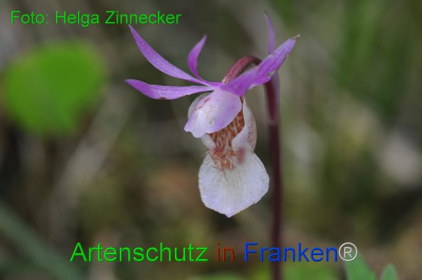 Bild zum Eintrag (1145231-160)