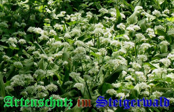 Bild zum Eintrag (1145545-160)