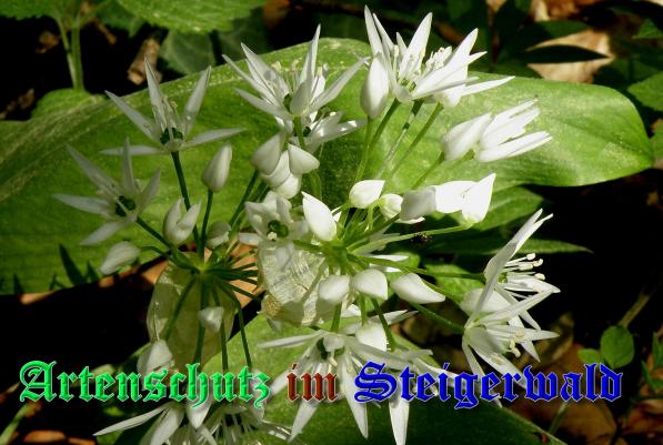 Bild zum Eintrag (1145550-160)