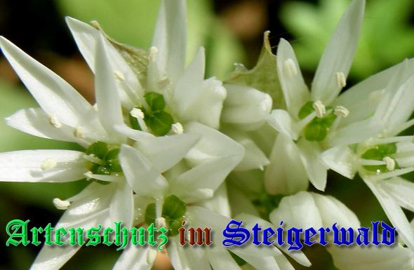 Bild zum Eintrag (1145551-160)