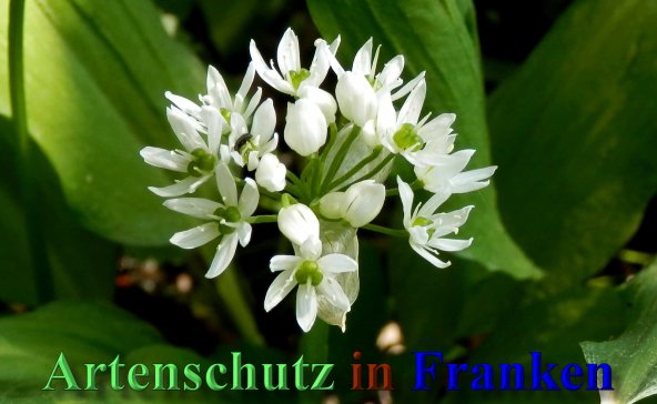 Bild zum Eintrag (1145555-160)
