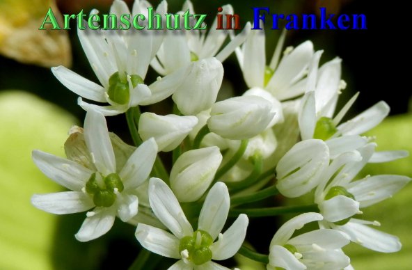 Bild zum Eintrag (1145556-160)