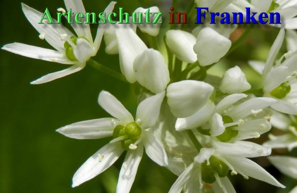 Bild zum Eintrag (1145557-160)