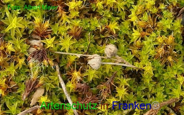 Bild zum Eintrag (1145562-160)