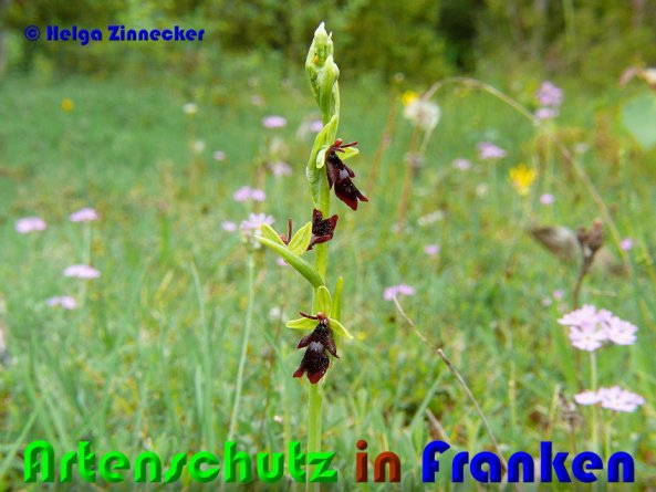 Bild zum Eintrag (1145600-160)