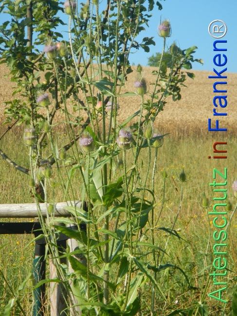 Bild zum Eintrag (1145700-160)