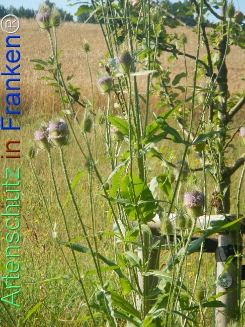 Bild zum Eintrag (1145704-160)