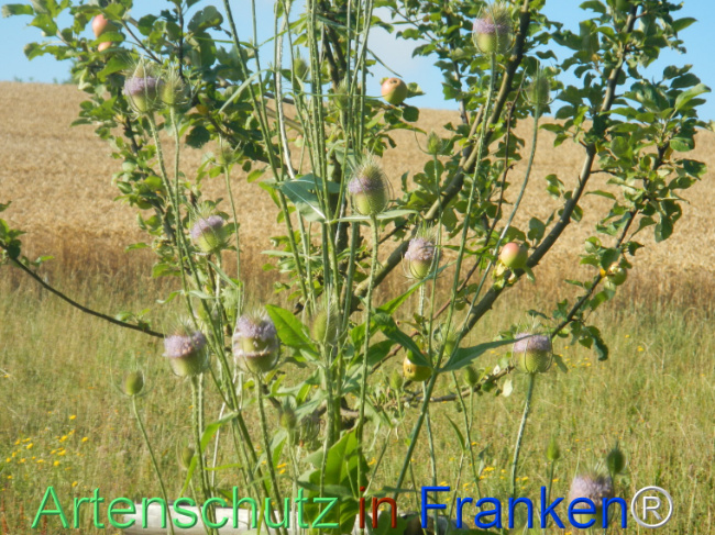 Bild zum Eintrag (1145705-160)