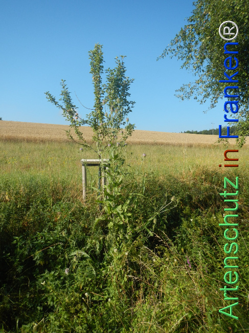 Bild zum Eintrag (1145706-160)