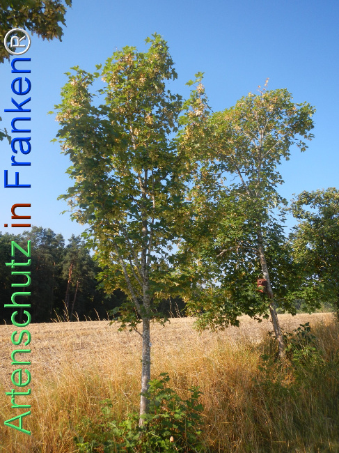 Bild zum Eintrag (1145726-160)