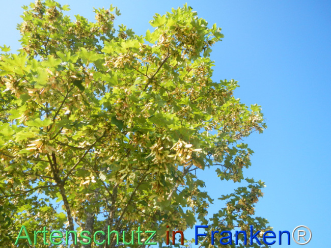 Bild zum Eintrag (1145727-160)