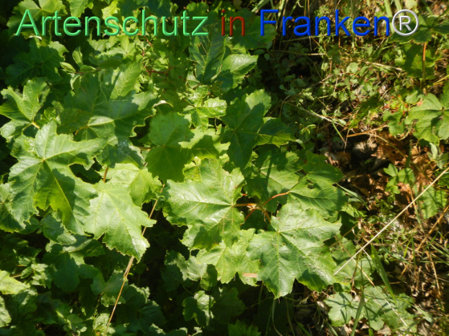 Bild zum Eintrag (1145728-160)