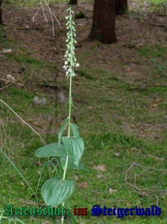 Bild zum Eintrag (1145978-160)