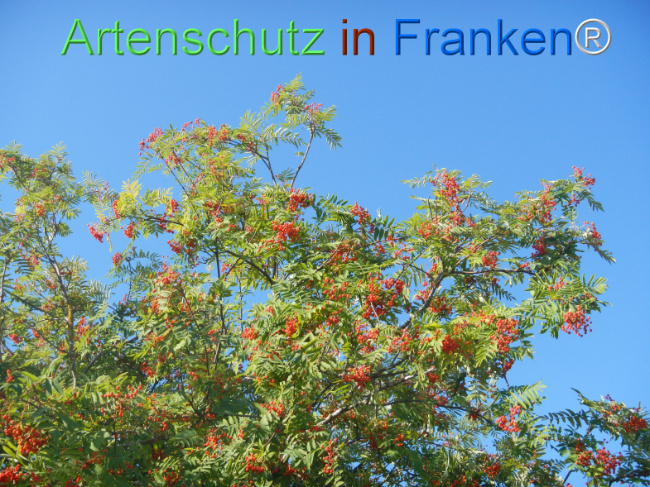 Bild zum Eintrag (1146165-160)