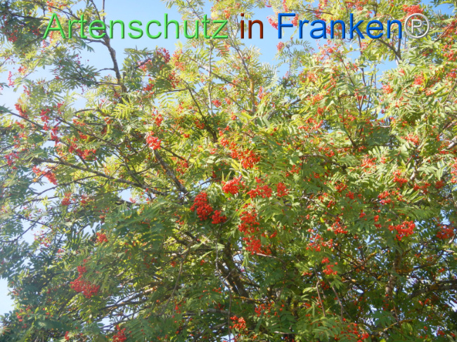 Bild zum Eintrag (1146166-160)