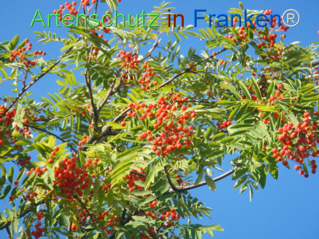 Bild zum Eintrag (1146167-160)
