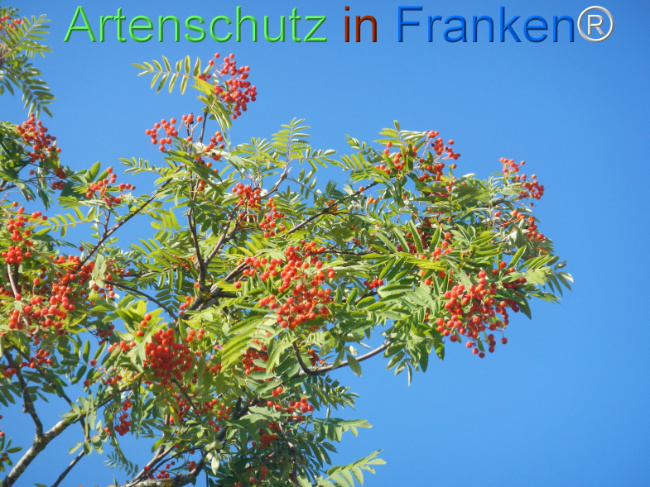 Bild zum Eintrag (1146170-160)