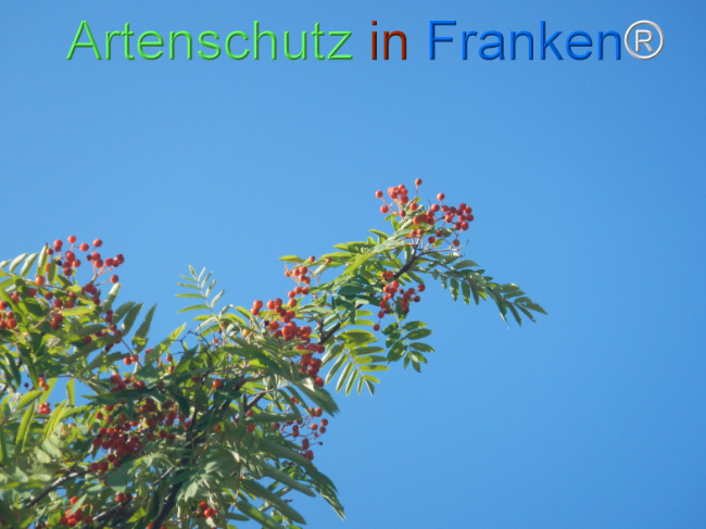 Bild zum Eintrag (1146171-160)