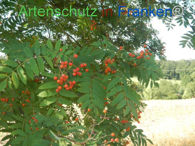 Bild zum Eintrag (1146172-160)