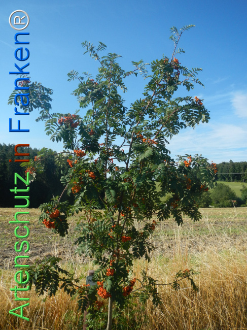 Bild zum Eintrag (1146173-160)